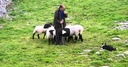 SheepDogDemonstration.youtube